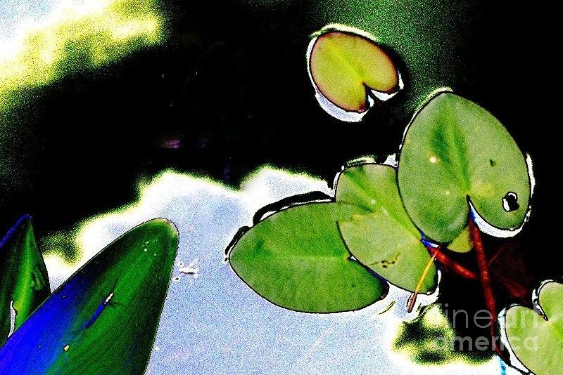Lily Pads Digital Art - Lake Close Up by Sandy MacNeil
