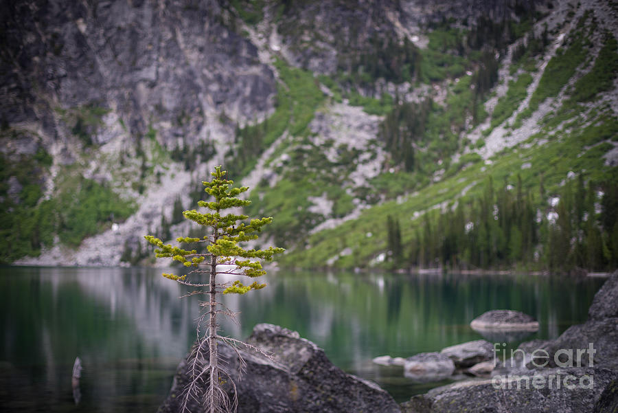 Enchantments Photograph - Lake Colchuck Lone Pine Tree by Mike Reid