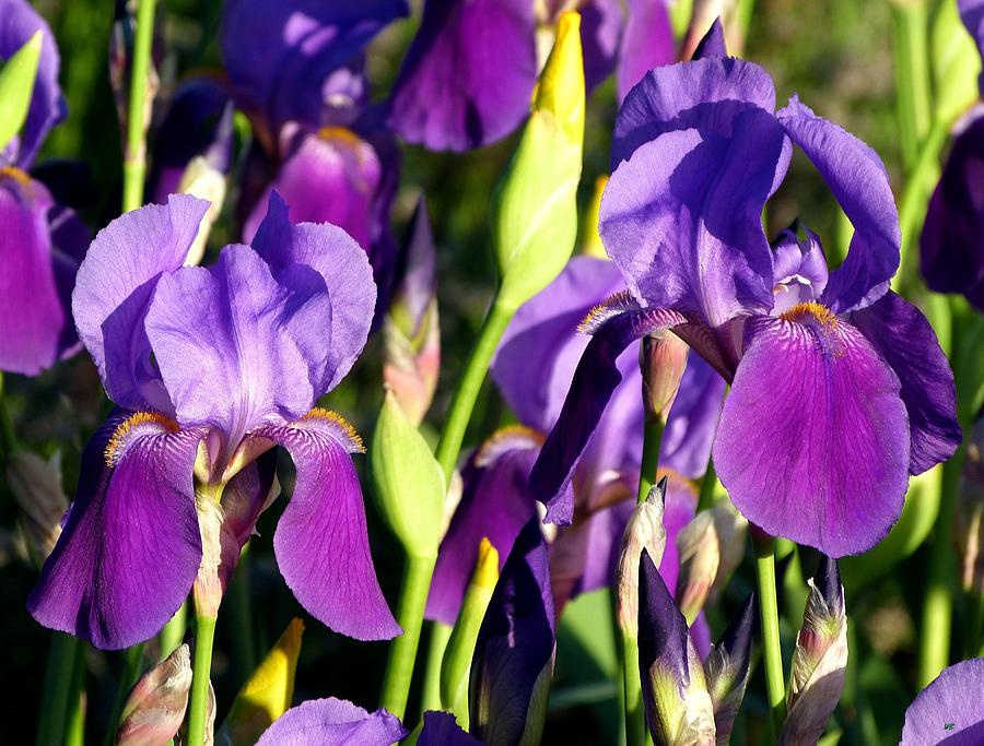 Nature Photograph - Lake Country Irises by Will Borden