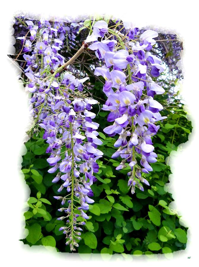 Lake Country Wisteria Photograph by Will Borden