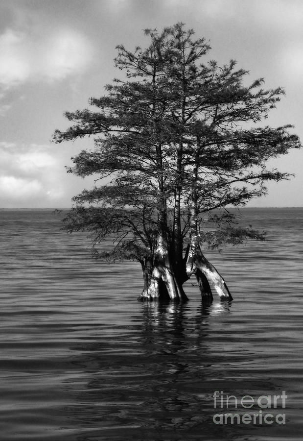 Lake Cypress Photograph by Deborah Smith