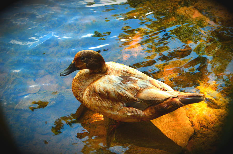 Lake Duck Vignette Photograph by Stacie Siemsen