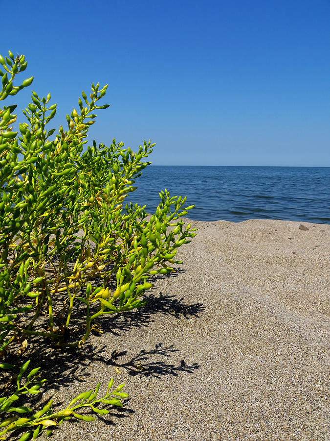 Lake Erie Beach Succulent  Photograph by Shawna Rowe