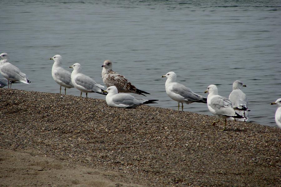 Lake Erie Birds Photograph by Anthony Seeker
