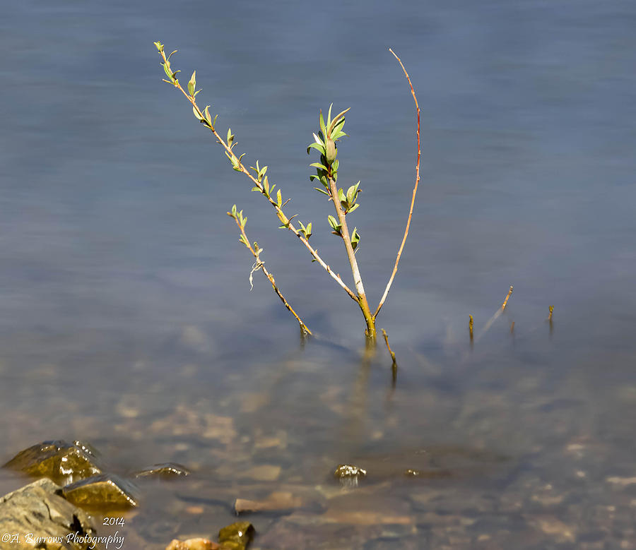 Lynx Lake Photograph - Lake Flora  by Aaron Burrows