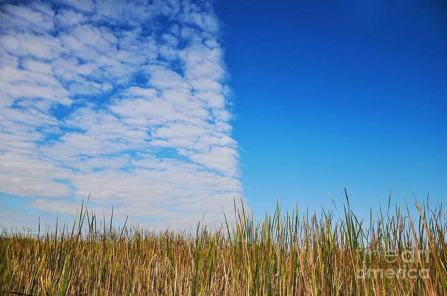 Lake Grass Photograph by Elizabeth McFadden | Fine Art America