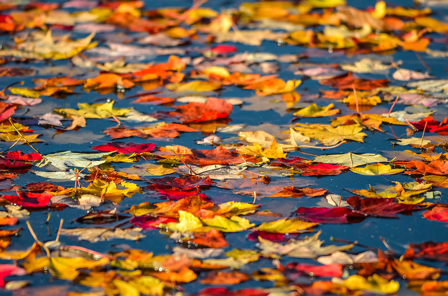 Lake Leaves Photograph by Brian Stevens