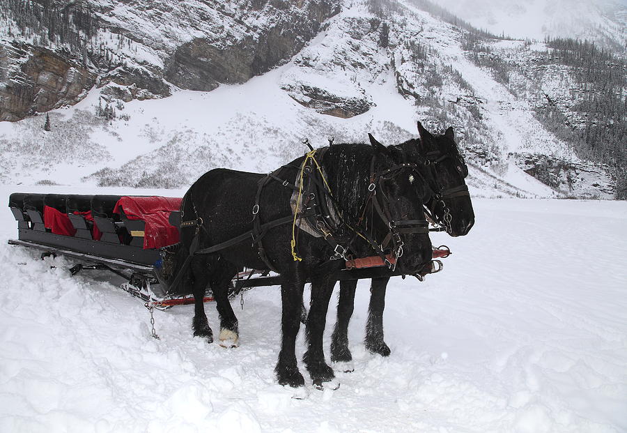 Lake Louise Sleigh Ride Photograph by Gord Patterson - Fine Art America