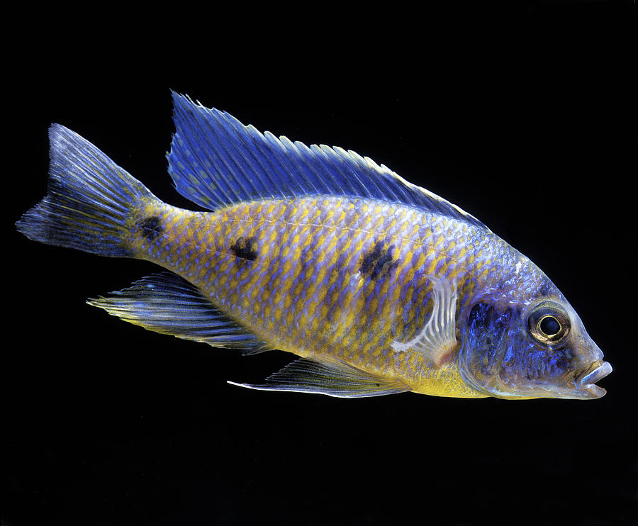 Lake Malawi Cichlid Photograph by Jean-Michel Labat | Fine Art America