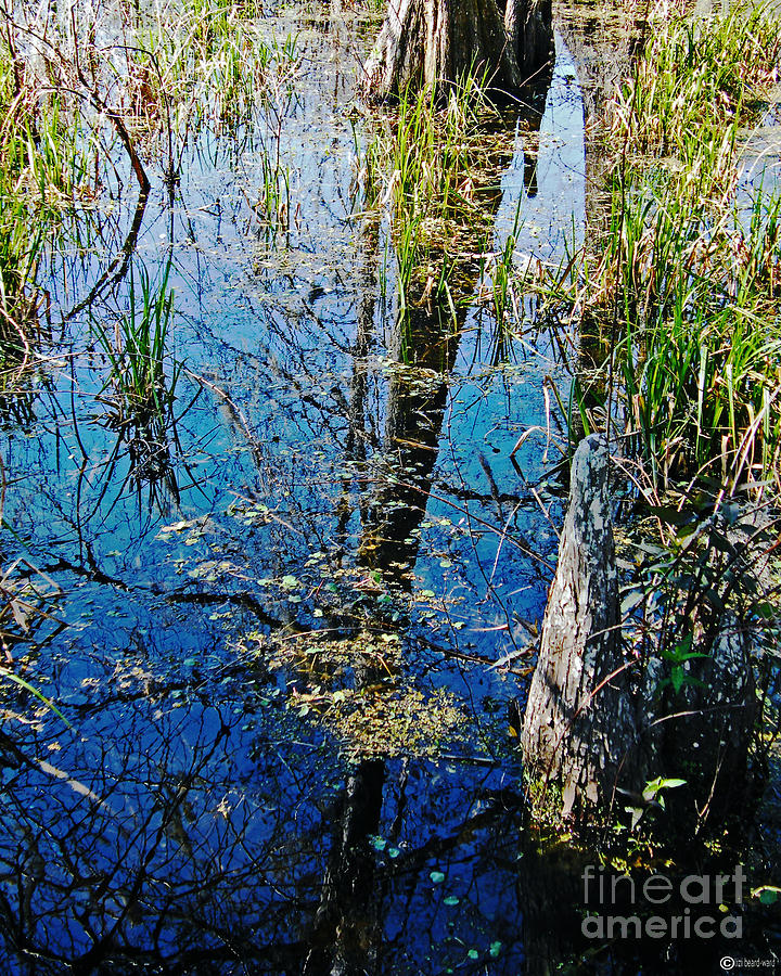 Lake Martin Swamp Louisiana Photograph by Lizi Beard-Ward