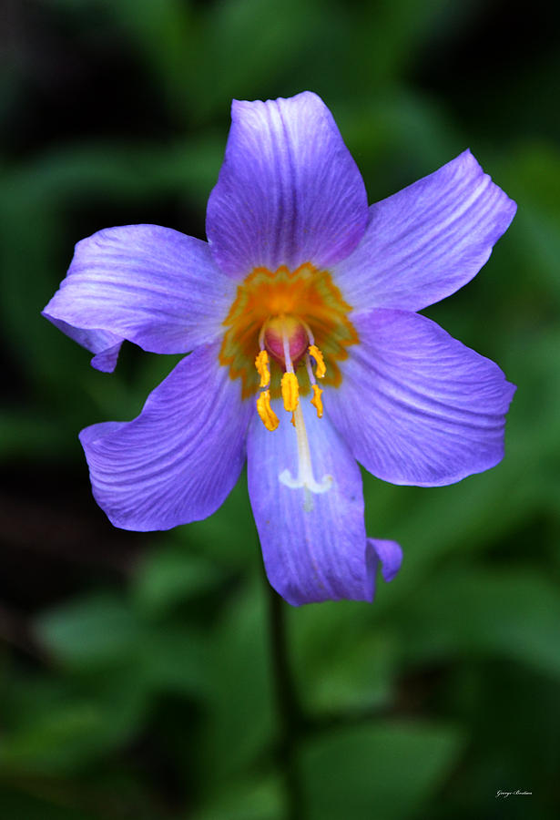 Lake Mowich Flower Photograph by George Bostian