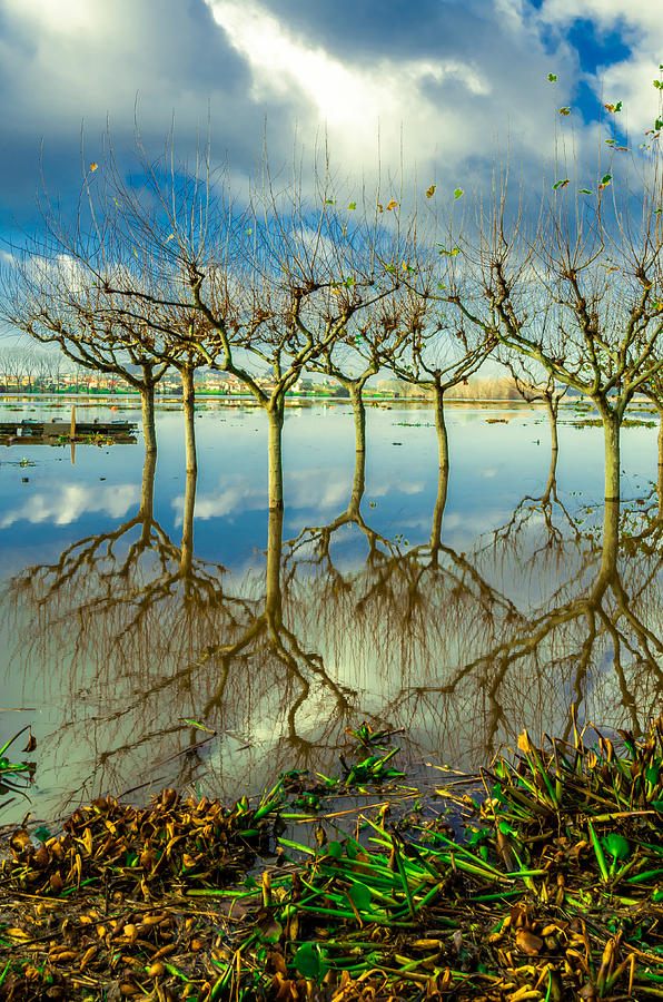 Tree Photograph - Lake Pateira II by Alexandre Martins