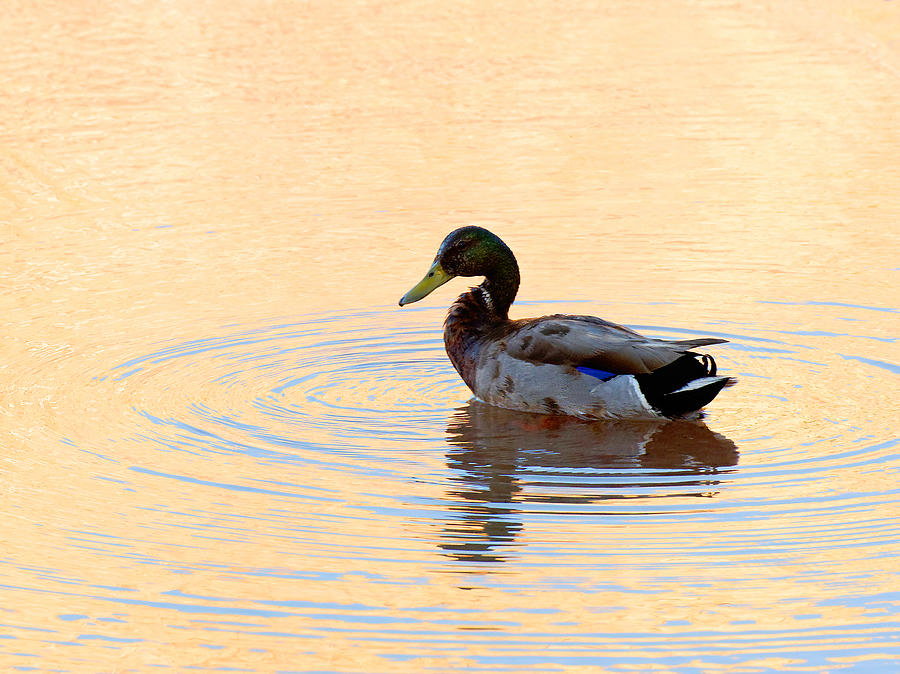 Lake Powell Duck Photograph by Julie Niemela