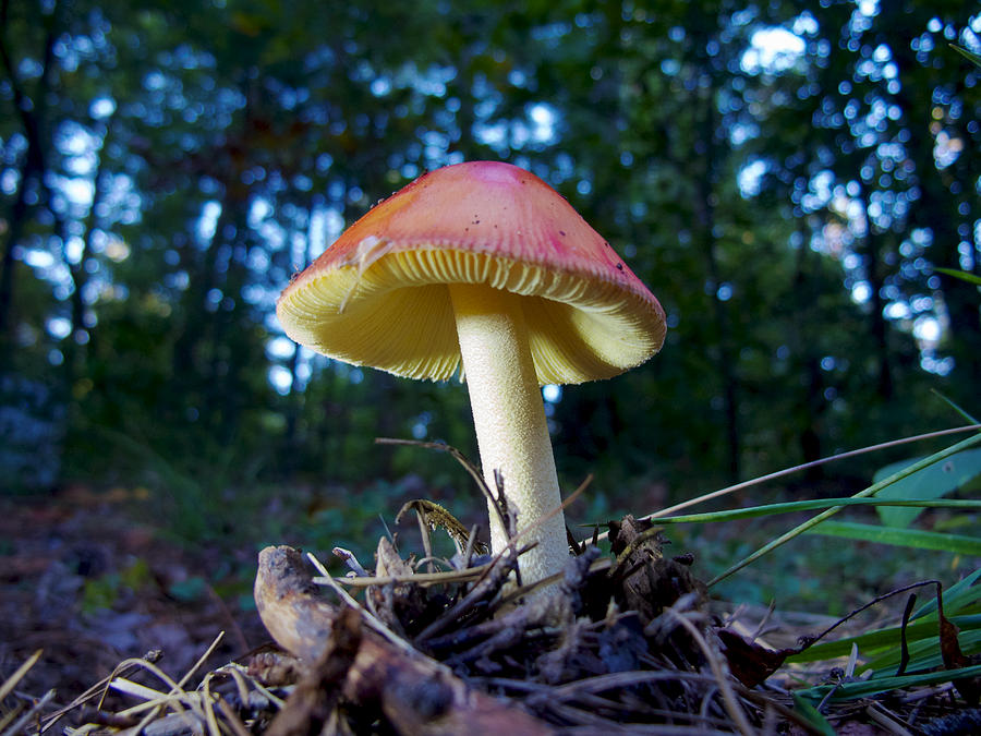 Lake Powhattan Mushroom Photograph by David Beebe
