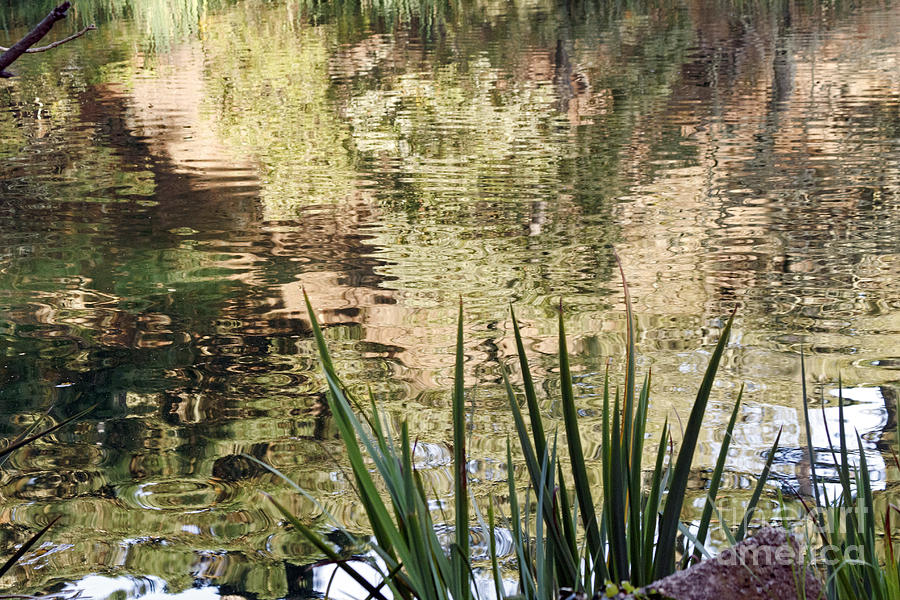 Lake Reflections Photograph by Kate Brown