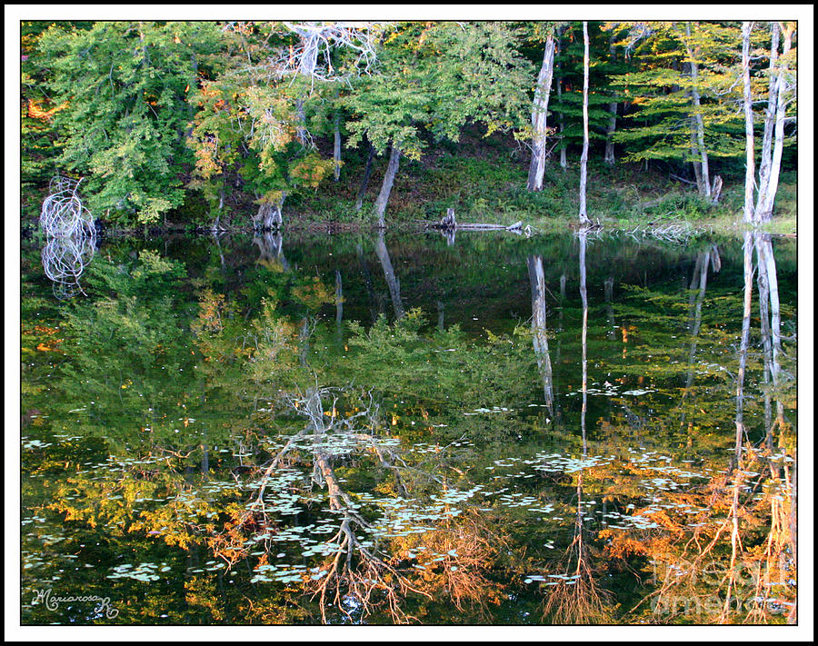 Lake Reflections Photograph by Mariarosa Rockefeller