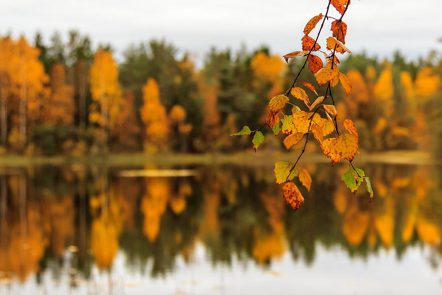 Fall Photograph - Lake reflections of fall foliage  by Aldona Pivoriene
