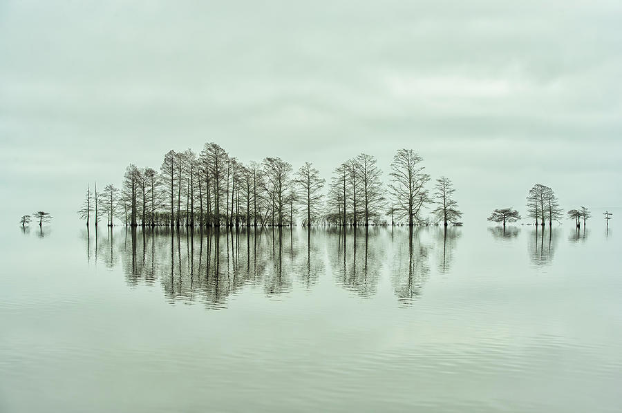 Tree Photograph - Lake-shore Lineup Beauty by Liyun Yu