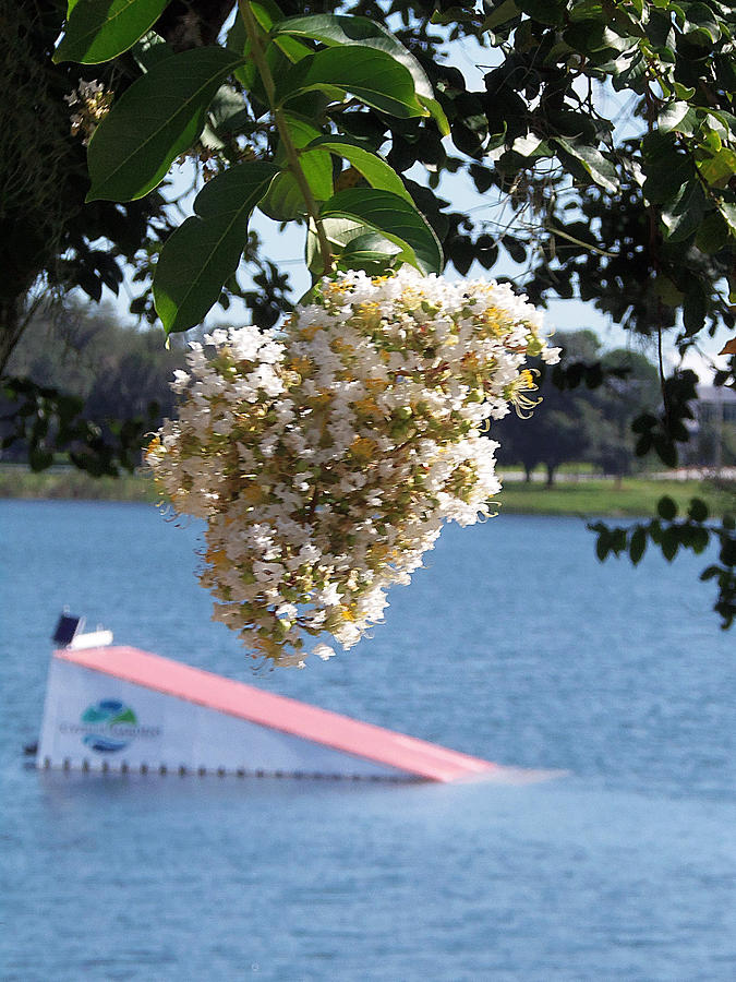 Lake Silver Tree Flowers Photograph by Christopher Mercer