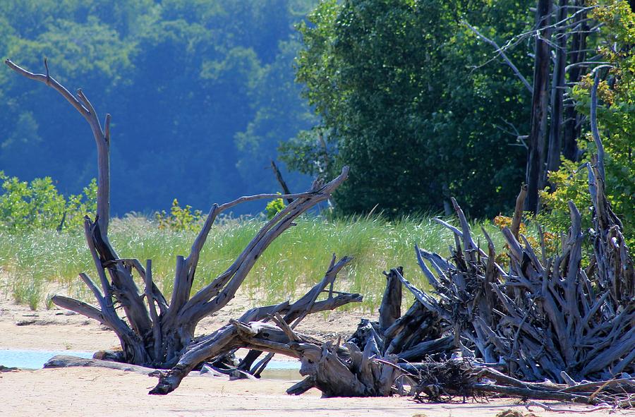 Lake Superior Driftwood Photograph by Joe Ankley - Fine Art America