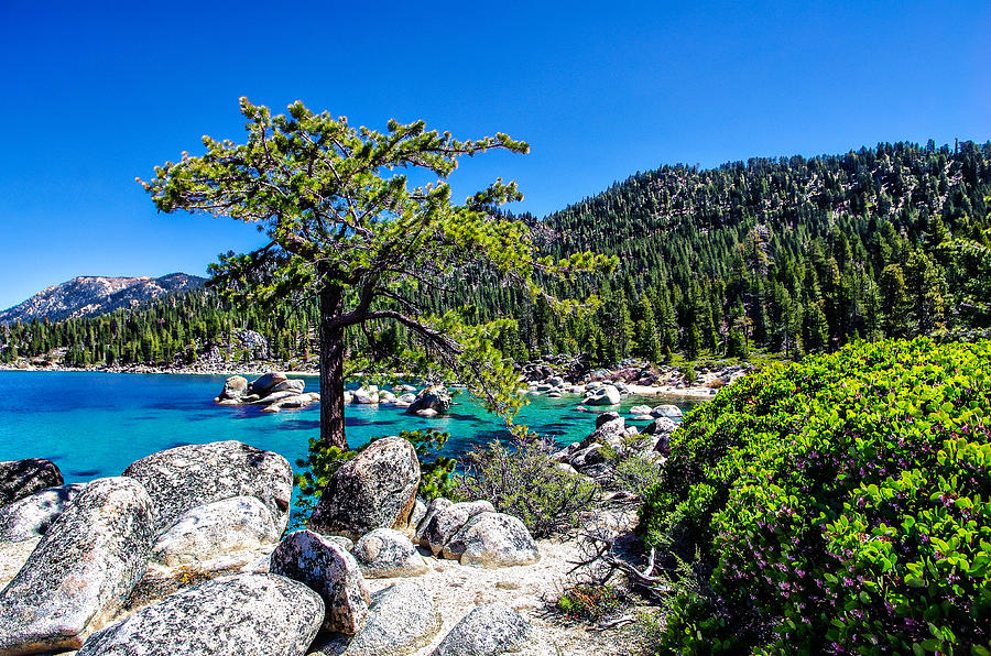 Lake Tahoe Bonsai Tree Photograph by Scott McGuire