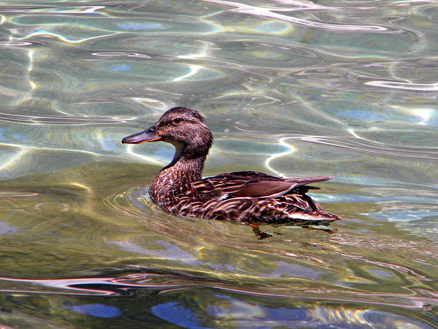 Lake Tahoe Duck Photograph by Frank Wilson