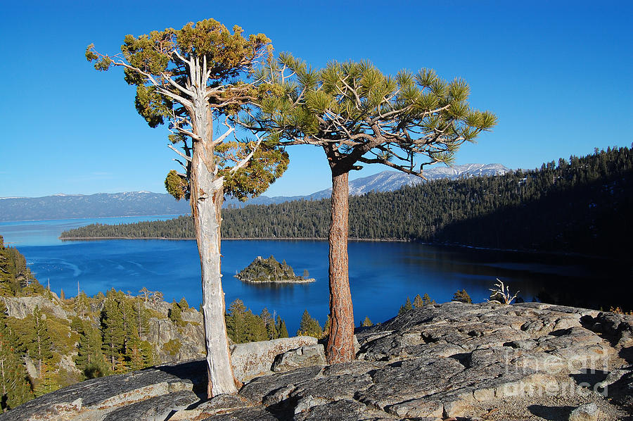 Lake Tahoe Emerald Bay Natural Arbor Photograph by Debra Thompson