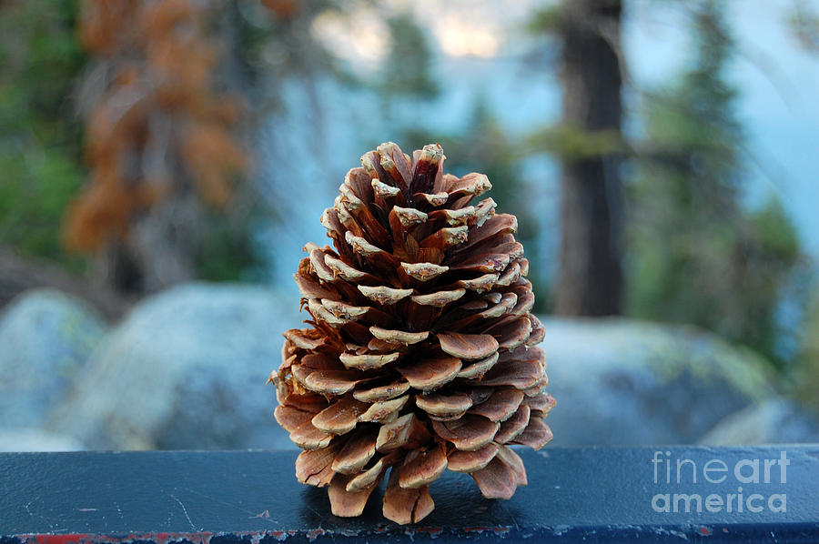 Lake Tahoe Pine Cone Photograph by Debra Thompson