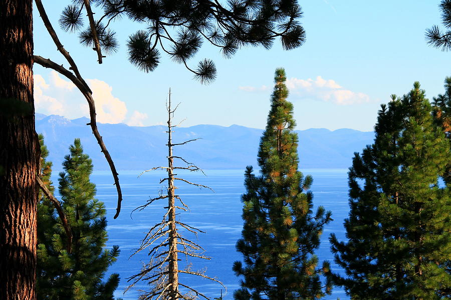 Lake Tahoe Tranquil Photograph by Saya Studios