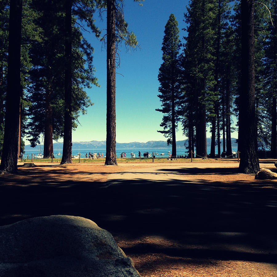 Nature Photograph - Lake Tahoe Treeline by Taylor Brock