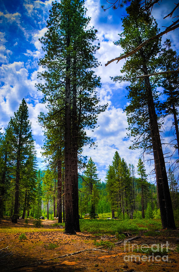 Lake Tahoe Trees Photograph by Kelly Wade