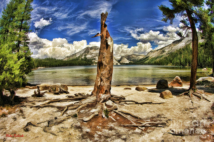 Lake Tenaya Giant Stump Photograph by Blake Richards