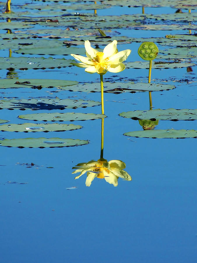 Lake Thomas Water Lily Photograph by Christopher Mercer