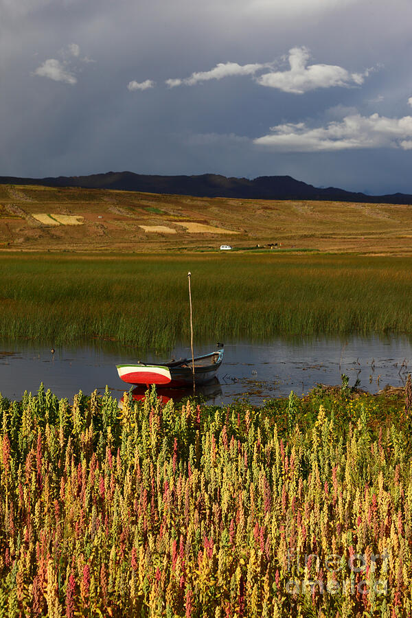 Lake Titicaca and Quinoa field Photograph by James Brunker