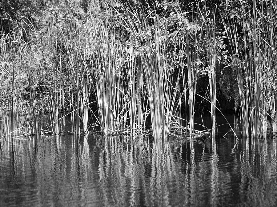 Lake Trafford Reeds Photograph by Carolyn Marshall