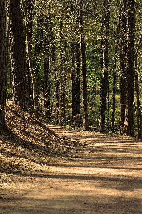 Lake Trail In The Woodlands Photograph By Maria Urso