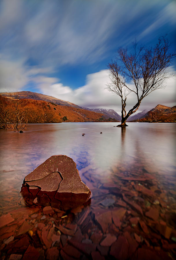 Lake Tree and rock Photograph by B Cash