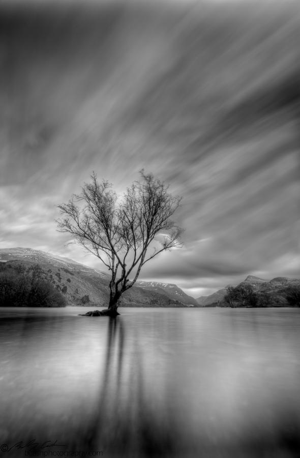 Lake Tree mon Photograph by B Cash