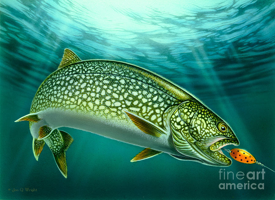 Lake Trout and Spoon Painting by JQ Licensing
