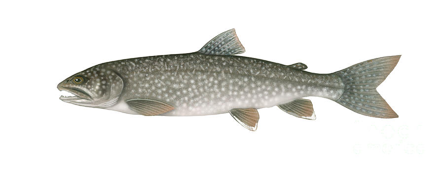 Trout Photograph - Lake Trout by Carlyn Iverson