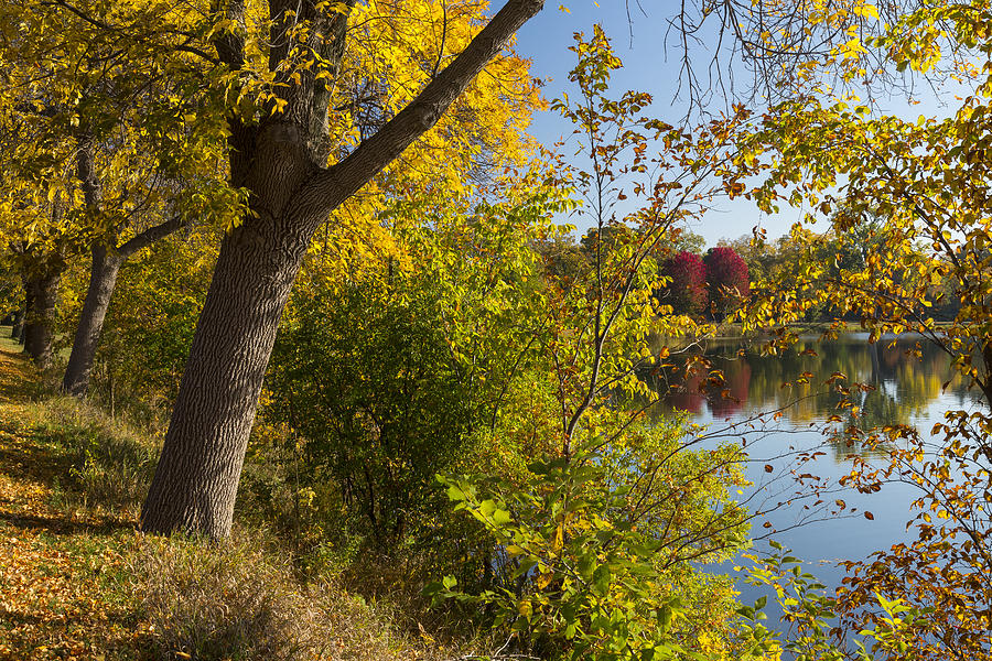 Tree Photograph - Lake Winona Autumn 14 by John Brueske