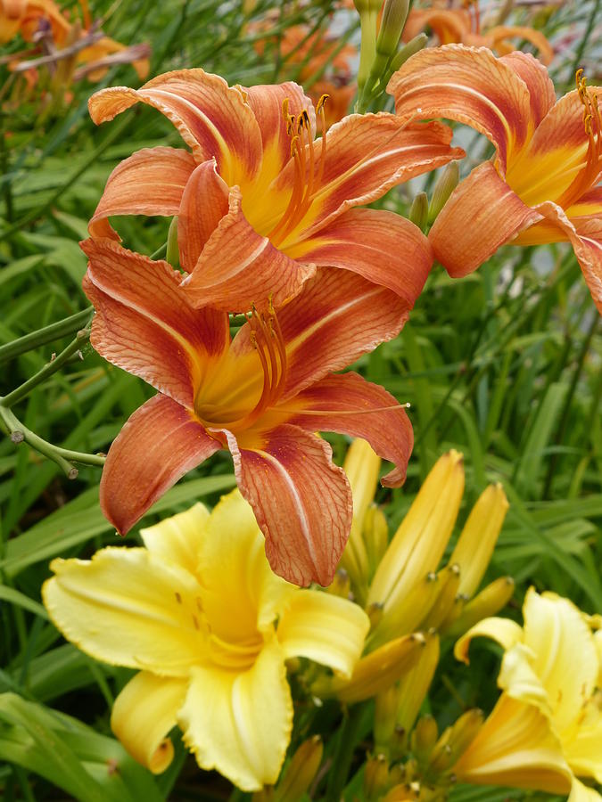 Lakeside Beauties Photograph by Barbara Ebeling - Pixels