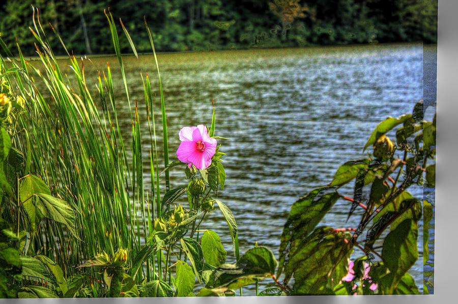 Lakeside Flower Photograph by Jonny D