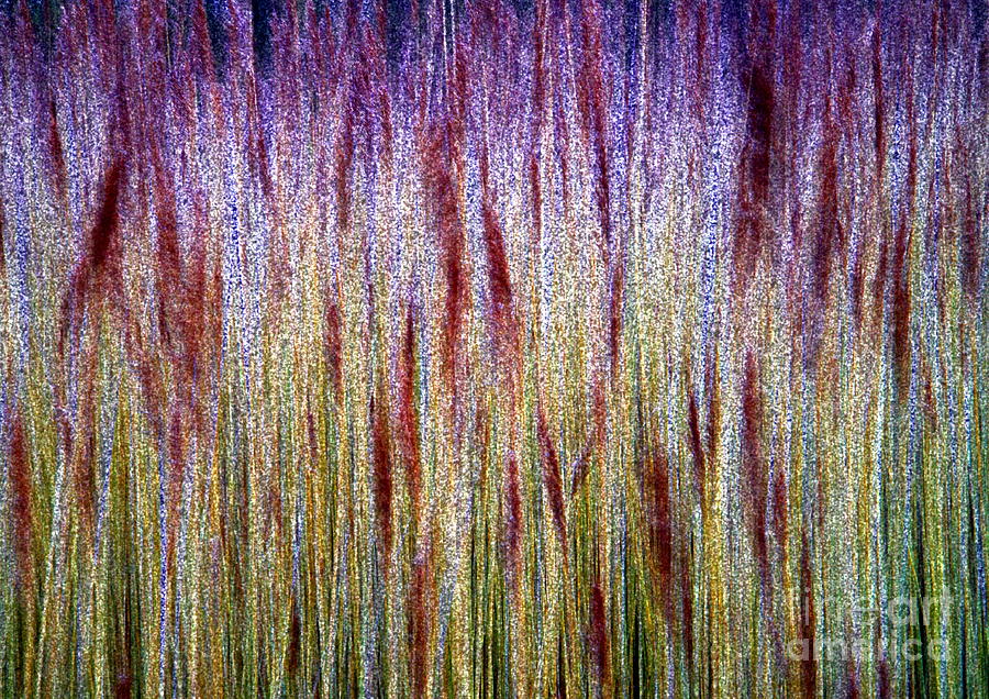lakeside Grasses - Abstract Photograph by Martyn Arnold