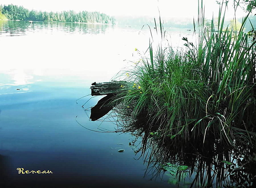 Lakeside Reeds Photograph by A L Sadie Reneau
