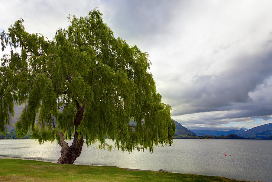 Lakeside Tree Photograph by Alexey Stiop