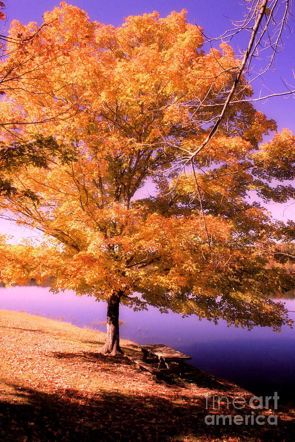 Tree Photograph - Lakeside Tree by Michael Creamer