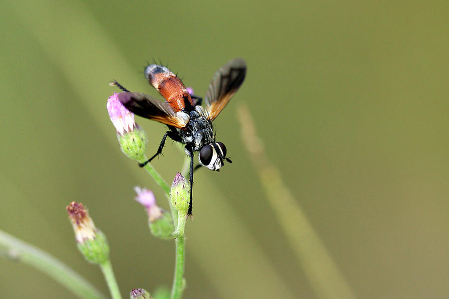 Lalat Photograph by Iwan Saputra - Fine Art America