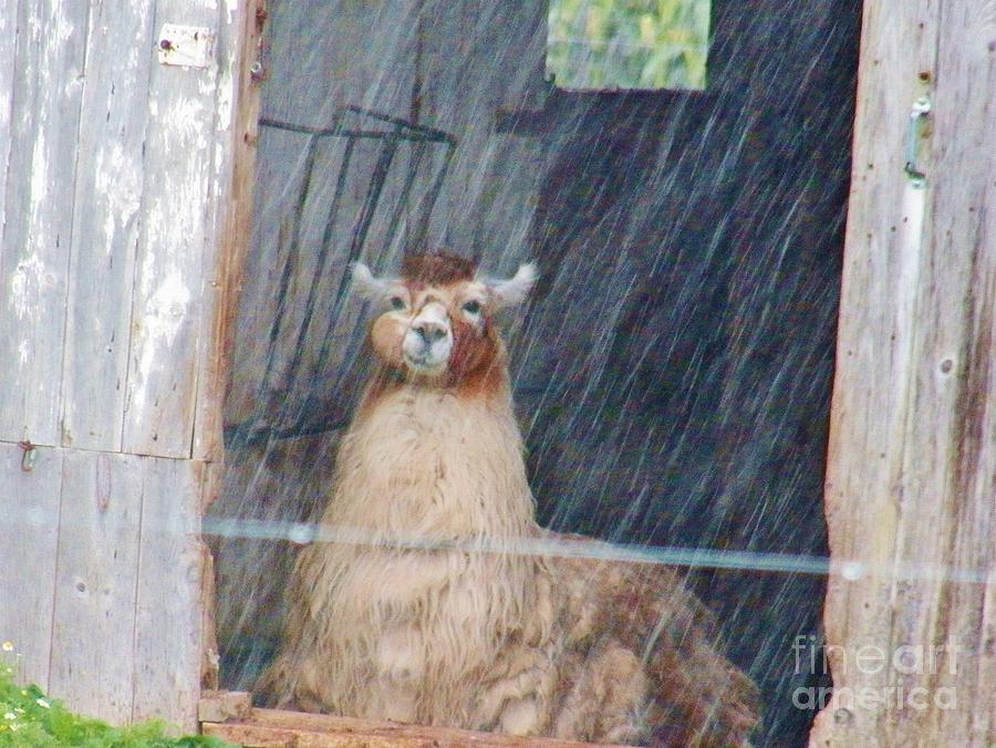Lama in the Rain Photograph by Judy Via-Wolff