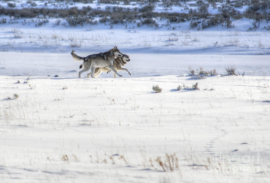 Lamar Canyon Wolves Photograph by Deby Dixon